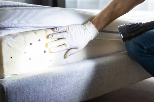 Professional Pest Control in Onalaska, TX