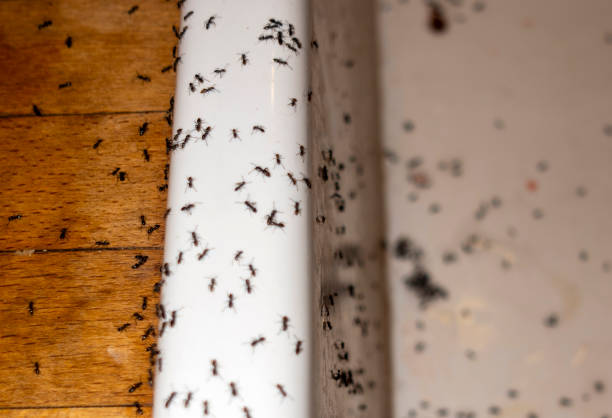 Best Commercial Pest Control Services  in Onalaska, TX