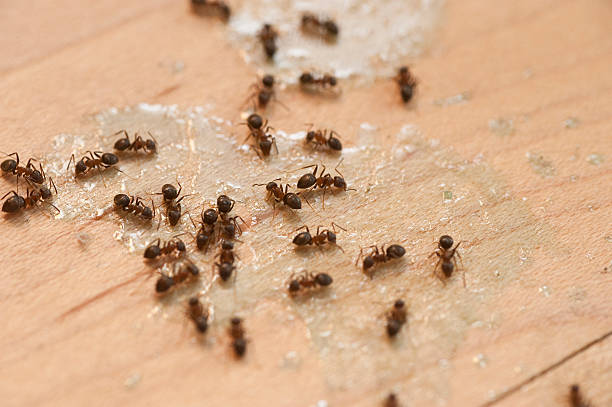 Best Mosquito Control Services  in Onalaska, TX