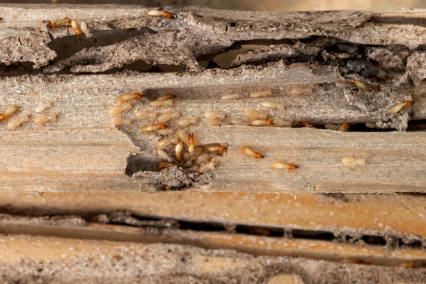 Best Insect Control  in Onalaska, TX