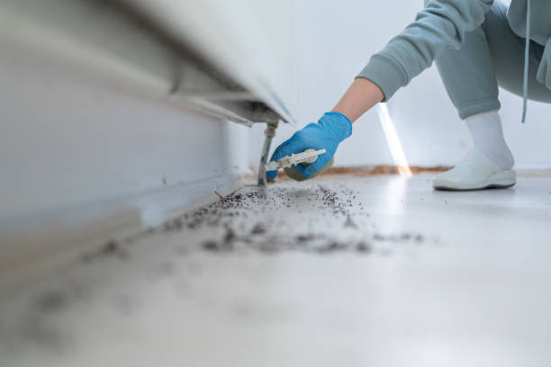 Best Wasp Removal Services  in Onalaska, TX